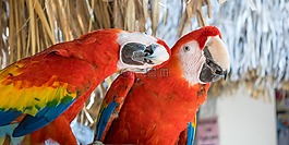 guacamayas,金剛鸚鵡,紅色