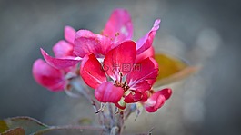 蘋(píng)果花,朵紅色的花,蘋(píng)果樹(shù)