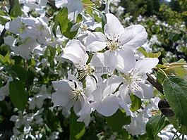 芽,花,開花