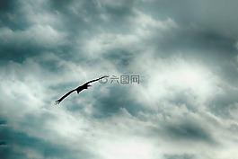 鳥,飛行,飆升