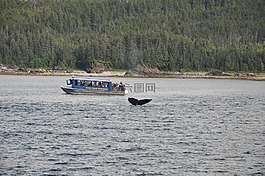 賞鯨,阿拉斯加州,鯨魚(yú)