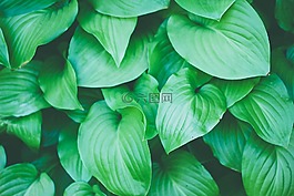 綠色,植物,葉子