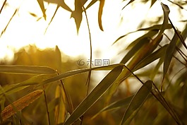 植物,綠色,葉子