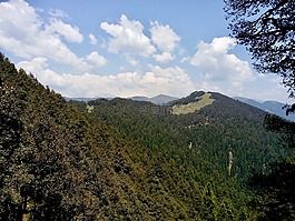 針葉樹,森林,喜馬拉雅山