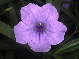 鲜花,pletekan,ruellia 荸荠