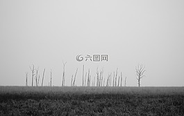 草,原野,灰色