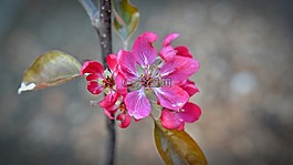 蘋(píng)果花,朵紅色的花,蘋(píng)果樹(shù)