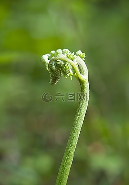 林,劃船,春天
