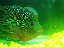 魚,綠色,水族館