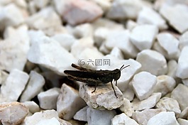 蚱蜢,昆蟲,性質(zhì)