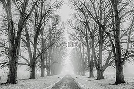 冬天,雪,樹