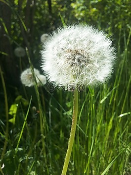 蒲公英,花園，春天,綠色