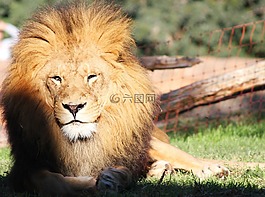 獅子,動(dòng)物園,西班牙