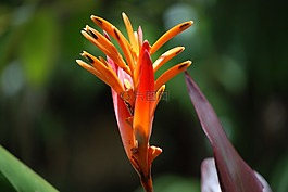 天堂,鸟,花