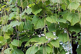 樹,surmia,katalpa