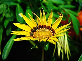 花,黃色,開花