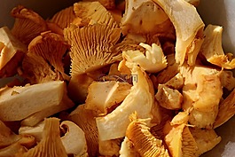 chanterelles,切,蘑菇