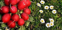 蘿卜,蔬菜,食品