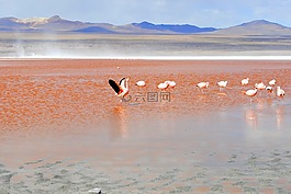 火烈鳥(niǎo),紅色的環(huán)礁湖,玻利維亞