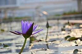 百合,花,池