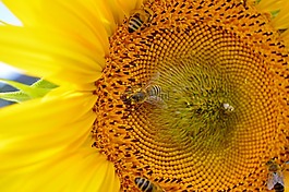 太陽花,花,蜜蜂