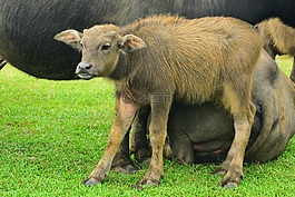動(dòng)物,哺乳動(dòng)物,草坪