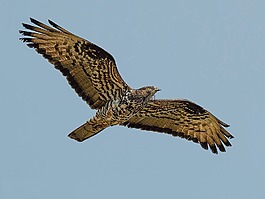 鳥,猛禽,鷙鳥