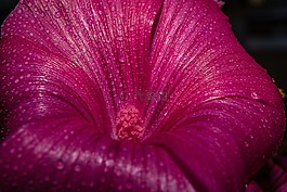 花,開花,性質(zhì)