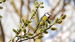 藍雀,山雀的照片,鳥