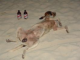 海灘,狗,啤酒
