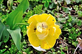 郁金香,花,黃色