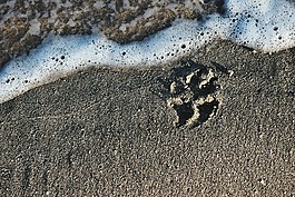 狗,海,海灘