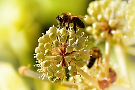 蜜蜂,授粉,昆蟲