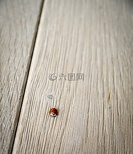 瓢蟲,木,地面