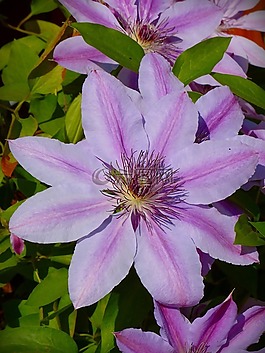 鐵線蓮,花開(kāi)花,登山者