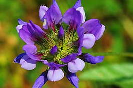 草瀝青,花,性質(zhì)