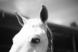 動物,哺乳動物,馬