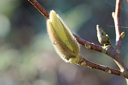 玉蘭,芽,春天