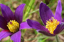 pulsatille,花,性質