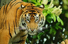 虎,大貓,野生動物
