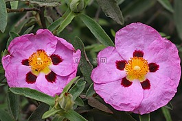 薔薇,粉色,花