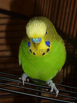 便宜,鳥,動物