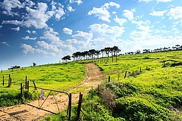 綠色,草,原野