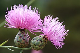 mantisalca,salmantica,花