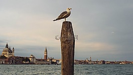 動物,鳥,海鷗