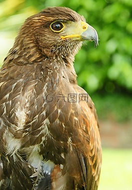 猛禽,鳥,自然