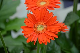 花,橘黃色,花瓣