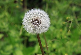 蒲公英,種子,雜草