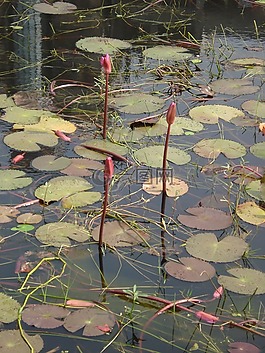 lalbagh堡池塘,水百合,綠色