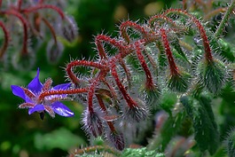琉璃苣,花,性质